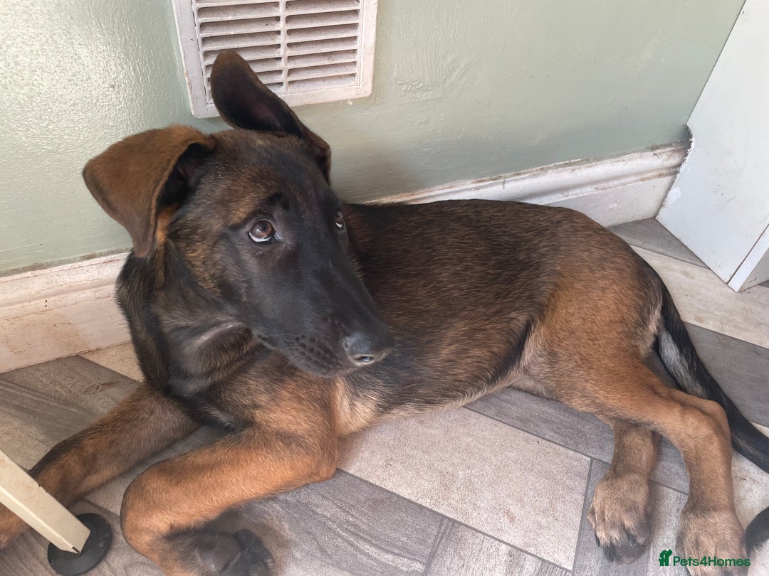 German Shepherd dogs for sale: Nova  - Image 5