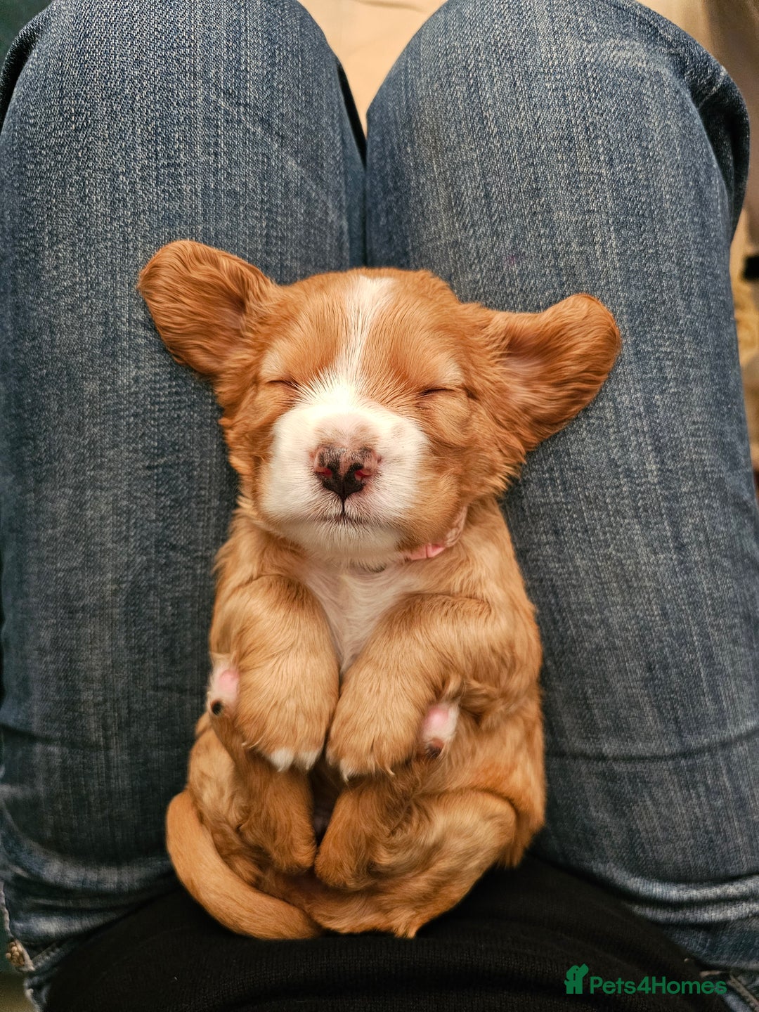 Mixed Breed dogs for sale: Cockalier/Springer Spaniel puppies ready for you! in London - Image 13