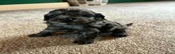 Cockapoo dogs for sale: F1B Toy Cockapoos - Advert 16