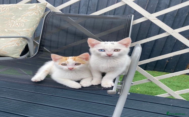 Mixed Breed cats - Advert 1
