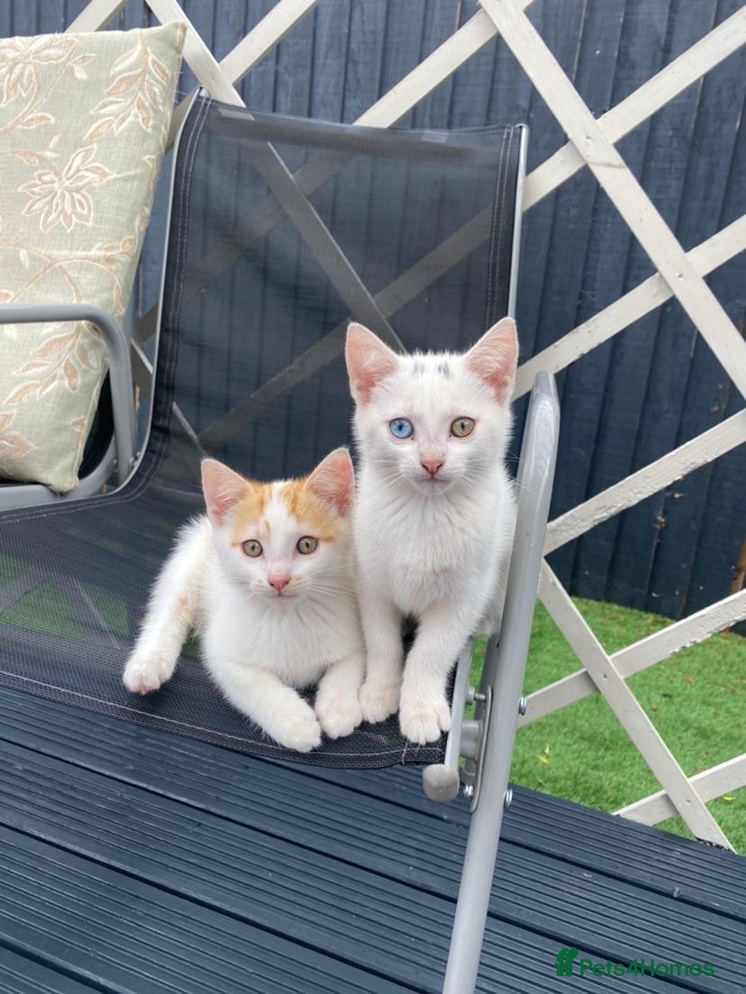 Mixed Breed cats for sale: Kittens - Image 1