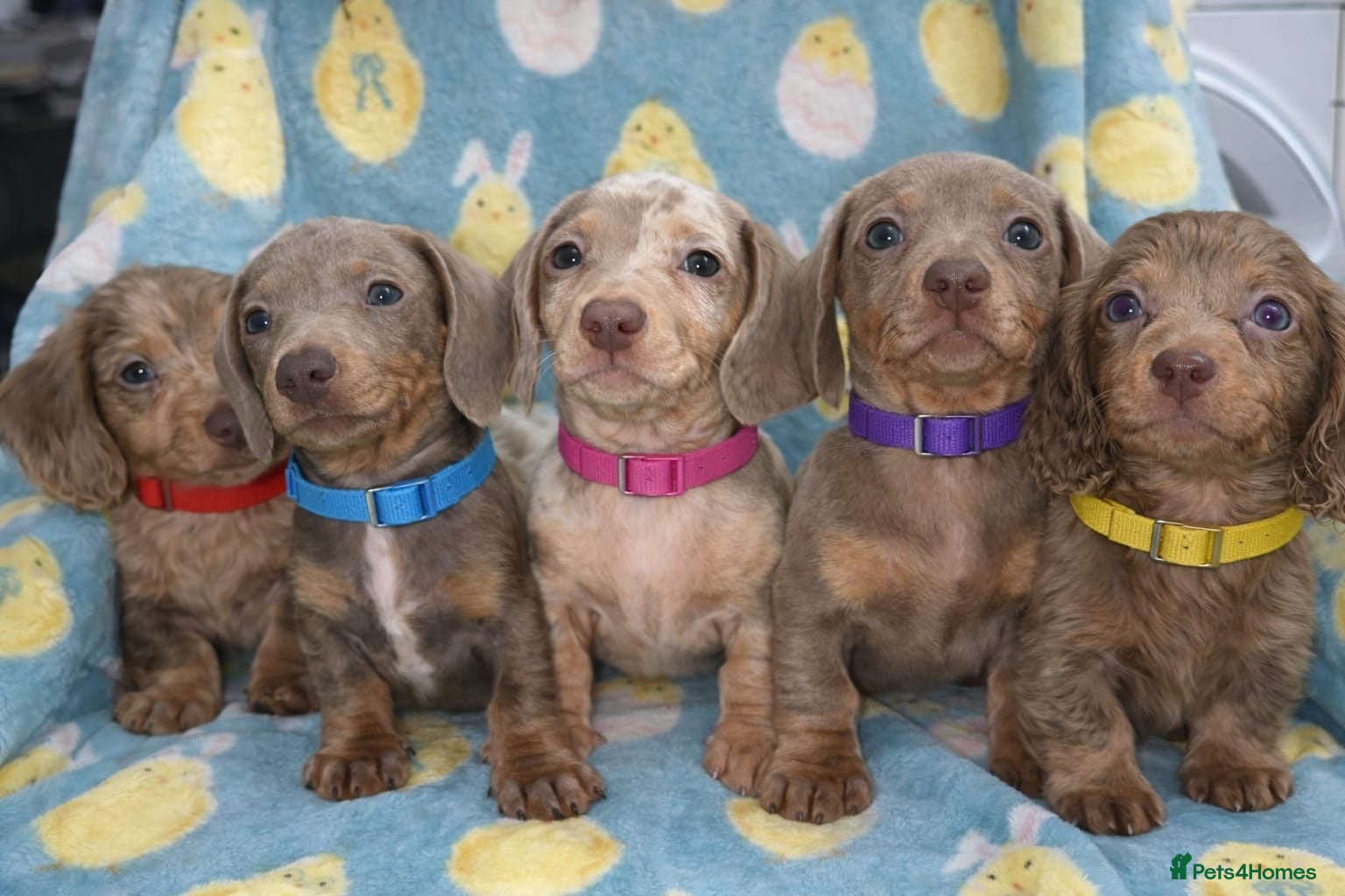 Miniature Dachshund dogs Miniature dashaund puppy’s available now  - Advert 14