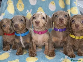 Miniature Dachshund dogs Miniature dashaund puppy’s available now - Advert 14