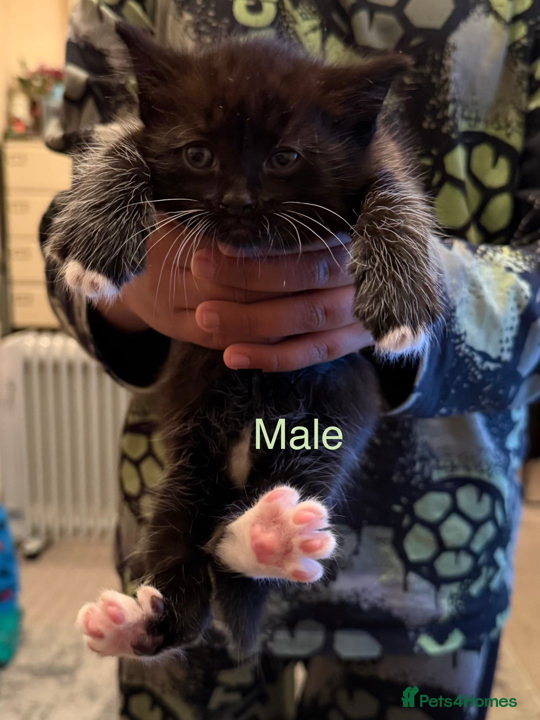 Mixed Breed cats for sale: Beautiful Mix Breed Kittens - Advert 2