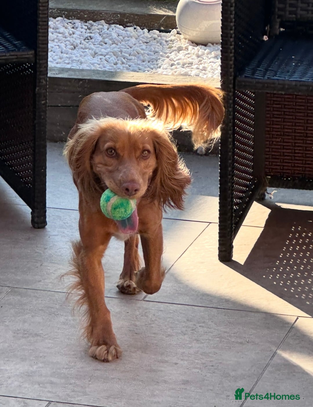 Cocker Spaniel dogs for sale: KC Registered Working Cocker Spaniel - 3yo, Female - Advert 5