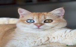 British Shorthair cats for sale: GCCF reg BSH Chocolate and Black Golden Kittens - Image 9