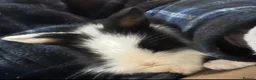 Lionhead rabbits for sale: Baby bunnies -available to reserve  - Advert 5