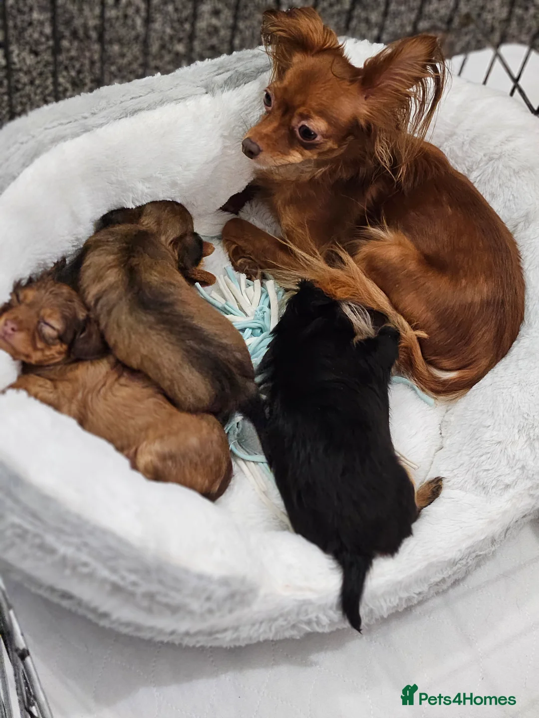 Russian Toy Terrier dogs for sale: Russian Toy Puppies from Quality Show Lines in Ilford - Advert 5