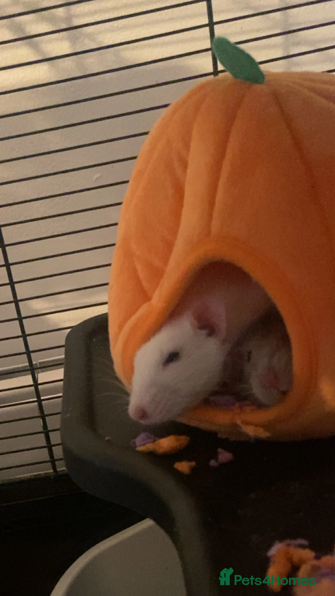 Rat rodents for sale: 2 female rats for rehoming  in Rickmansworth - Advert 2