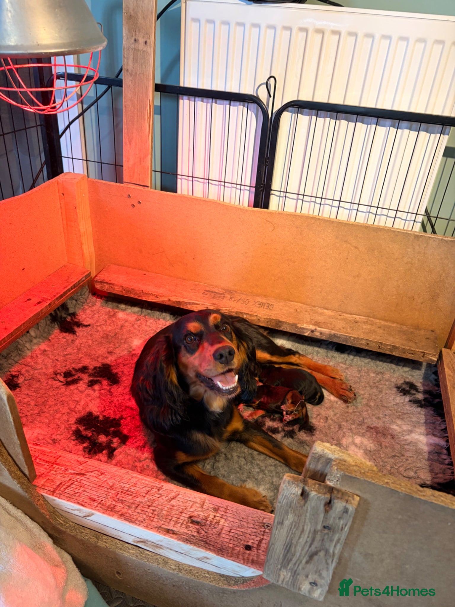 Cocker Spaniel dogs Beautiful cocker spaniel puppies, ready soon! - Advert 1