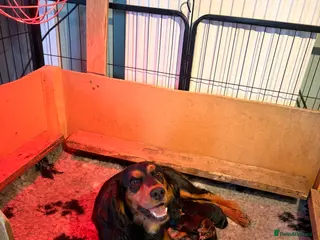 Cocker Spaniel dogs Beautiful cocker spaniel puppies, ready soon! - Advert 1