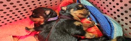 Rottweiler dogs for sale: Suberbly bred pedigree rottweiler puppies  - Advert 8