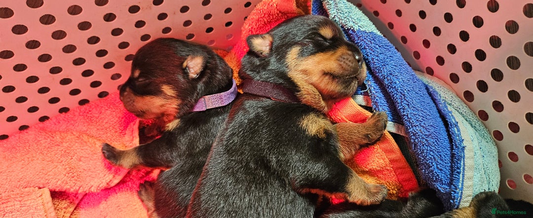 Rottweiler dogs for sale: Suberbly bred pedigree rottweiler puppies  - Advert 8