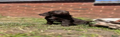 Cocker Spaniel 1