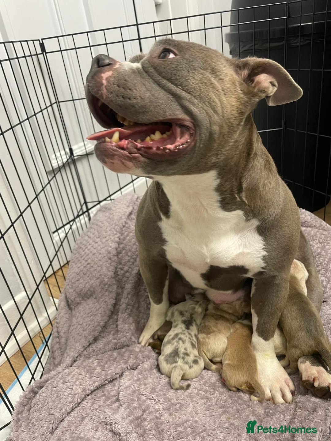 American Bully dogs for sale: ABKC registered Pocket bully/American bully   - Advert 15