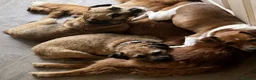 Border Terrier dogs for sale: Beautiful 4 yr old Border Terrier spayed bitch  - Advert 3