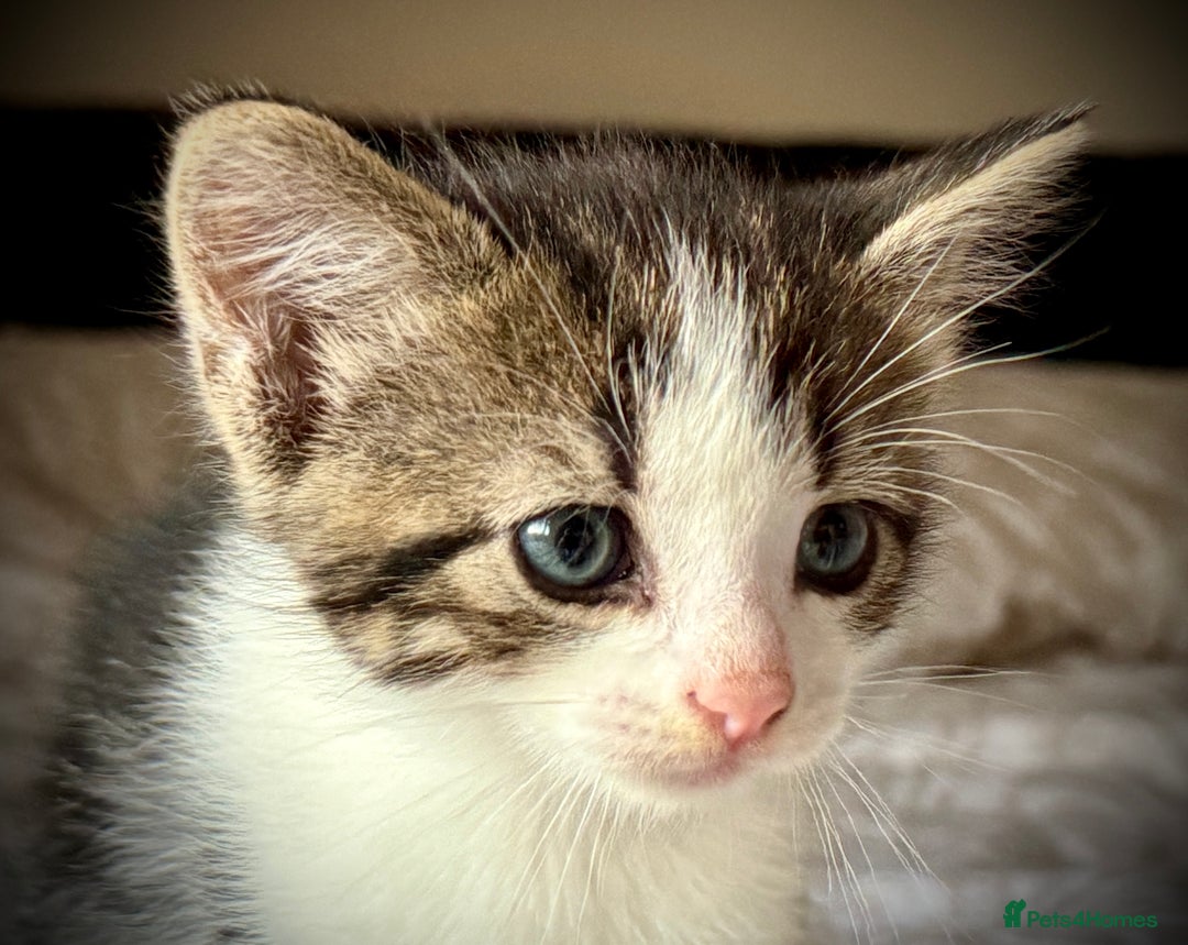 Mixed Breed cats for sale: 3 beautiful kittens available - Image 31