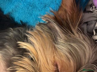 Yorkshire Terrier dogs Yorkie 1 year - Advert 14