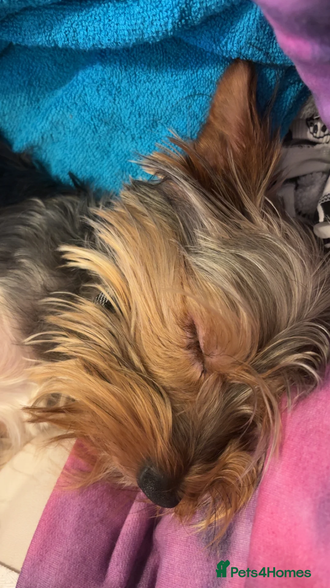 Yorkshire Terrier dogs for sale: Yorkie 1 year - Advert 1