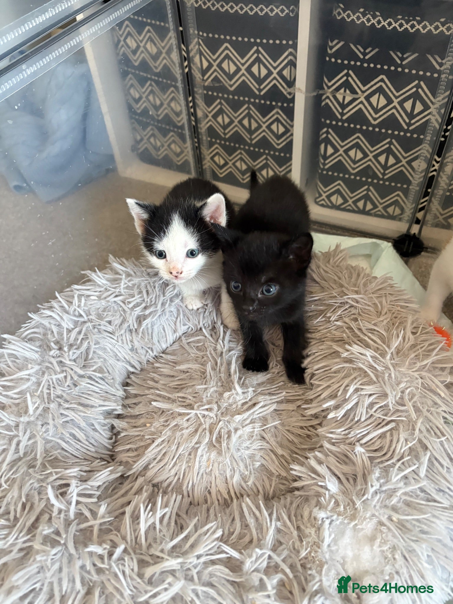 Mixed Breed cats Beautiful babies  - Advert 2