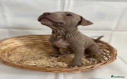 American Bully dogs for sale:  Medium Bully Puppies–XL are banned, these are NOT - Image 19