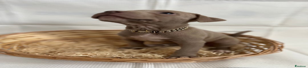 American Bully Puppy 11