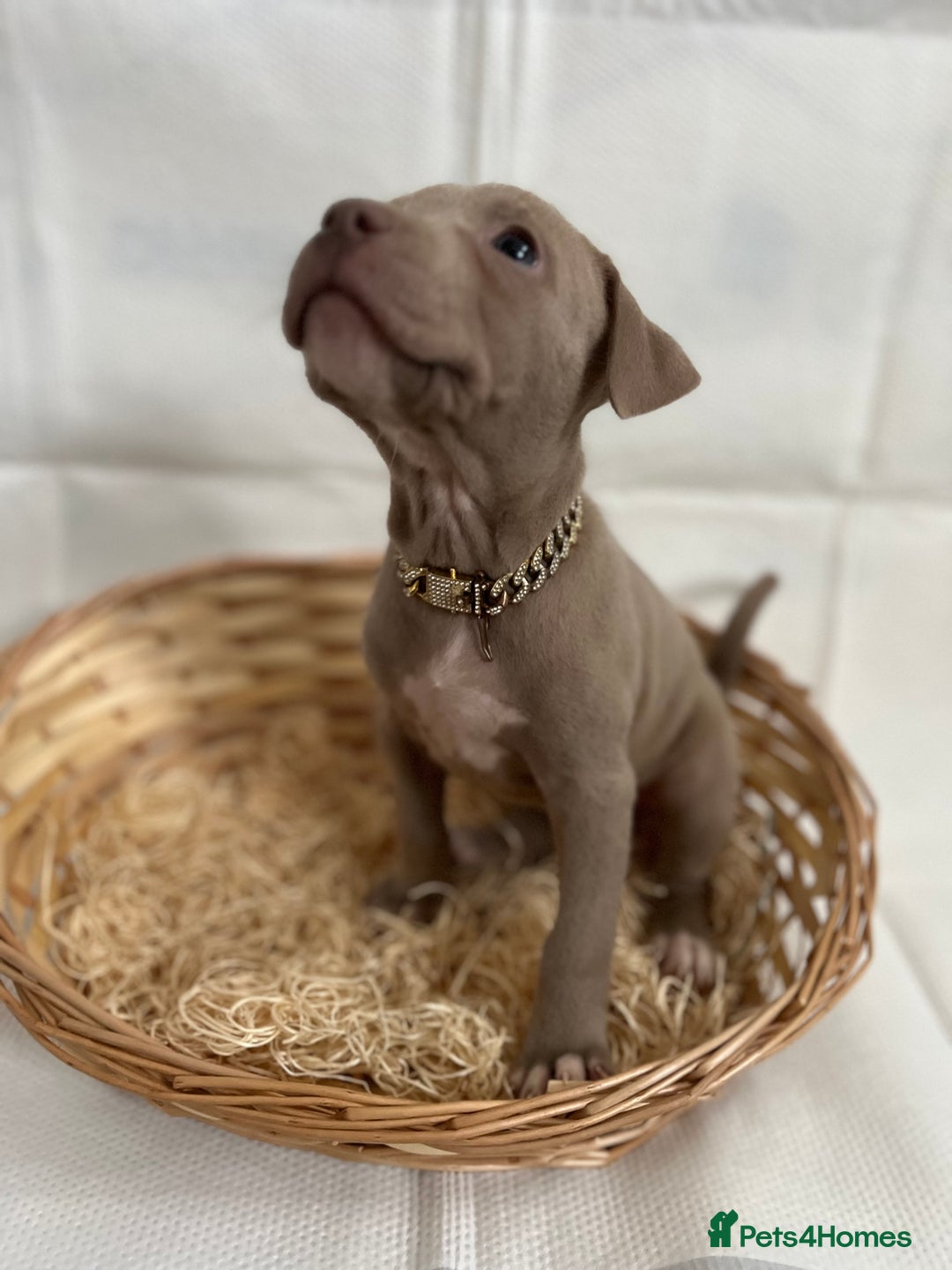 American Bully dogs for sale:  Medium Bully Puppies–XL are banned, these are NOT - Image 19