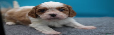 Cavalier King Charles Spaniel Puppy 2