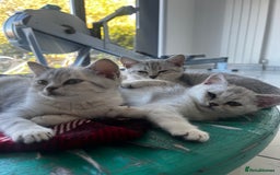 British Shorthair cats for sale: Silver 12 Week Old British Shorthair Kittens  - Image 4