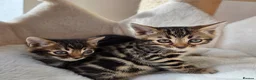 Bengal cats for sale: Beautiful Bengal Kittens ✨️ - Advert 9