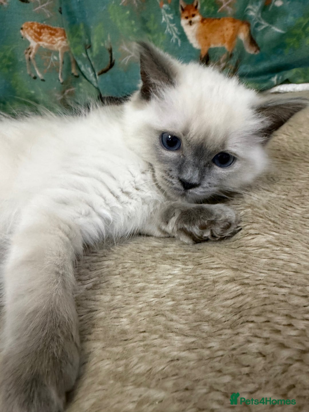 Ragdoll cats for sale: 3 Girl Ragdolls Available, Cute and fluffy!  - Advert 16