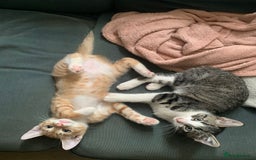 Mixed Breed cats for sale: Kittens for sale - Image 5