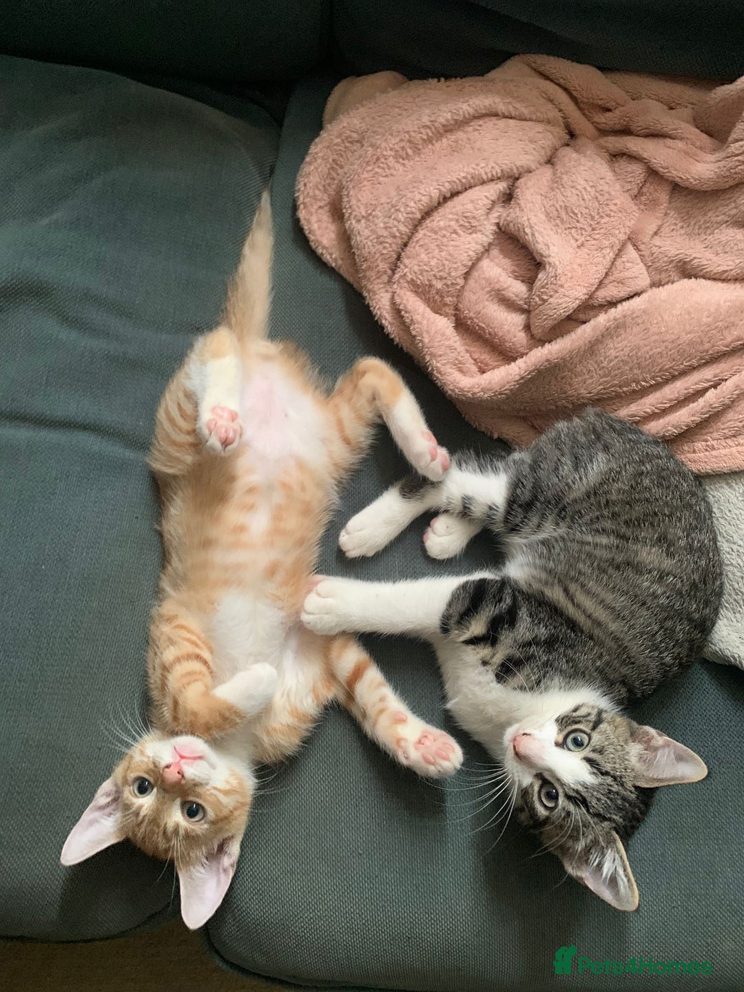Mixed Breed cats for sale: Kittens for sale - Image 5
