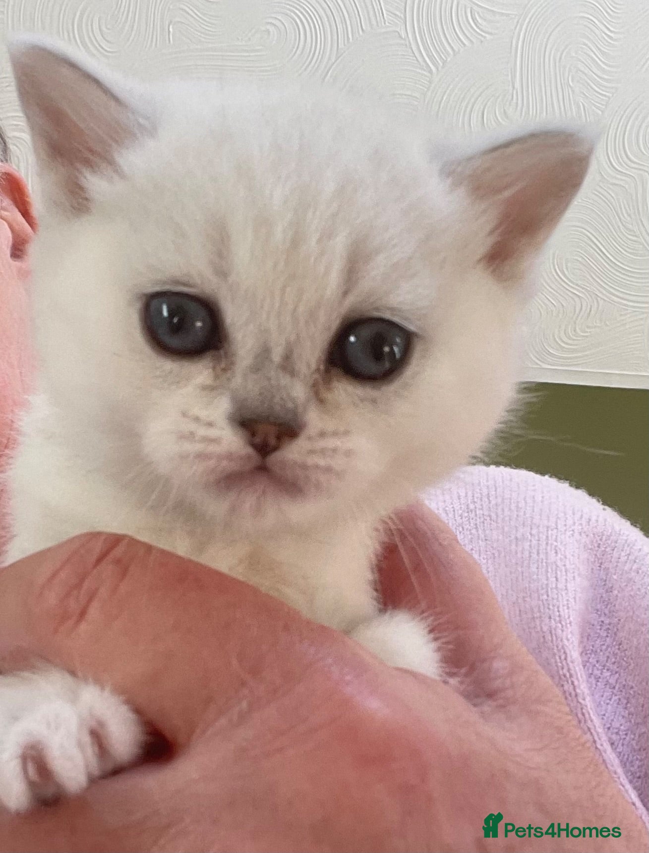 British Shorthair cats BSH BLACK TIPPED GIRL - Advert 8