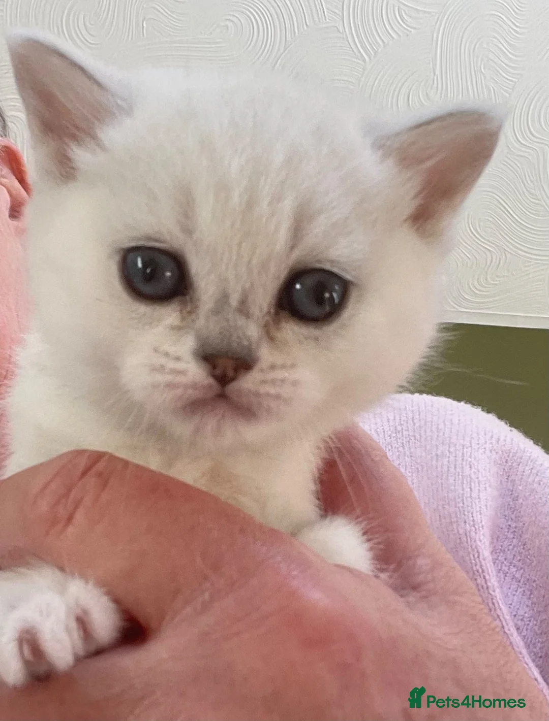 British Shorthair cats for sale: BSH BLACK TIPPED GIRL - Advert 1