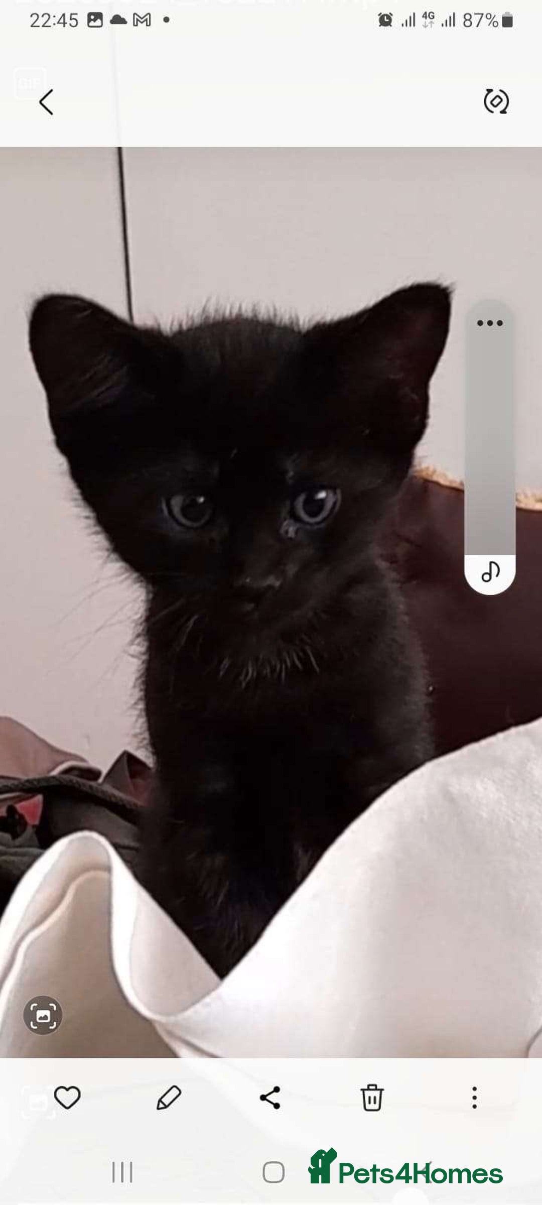 Siamese cats for sale: Kittens  - Image 8