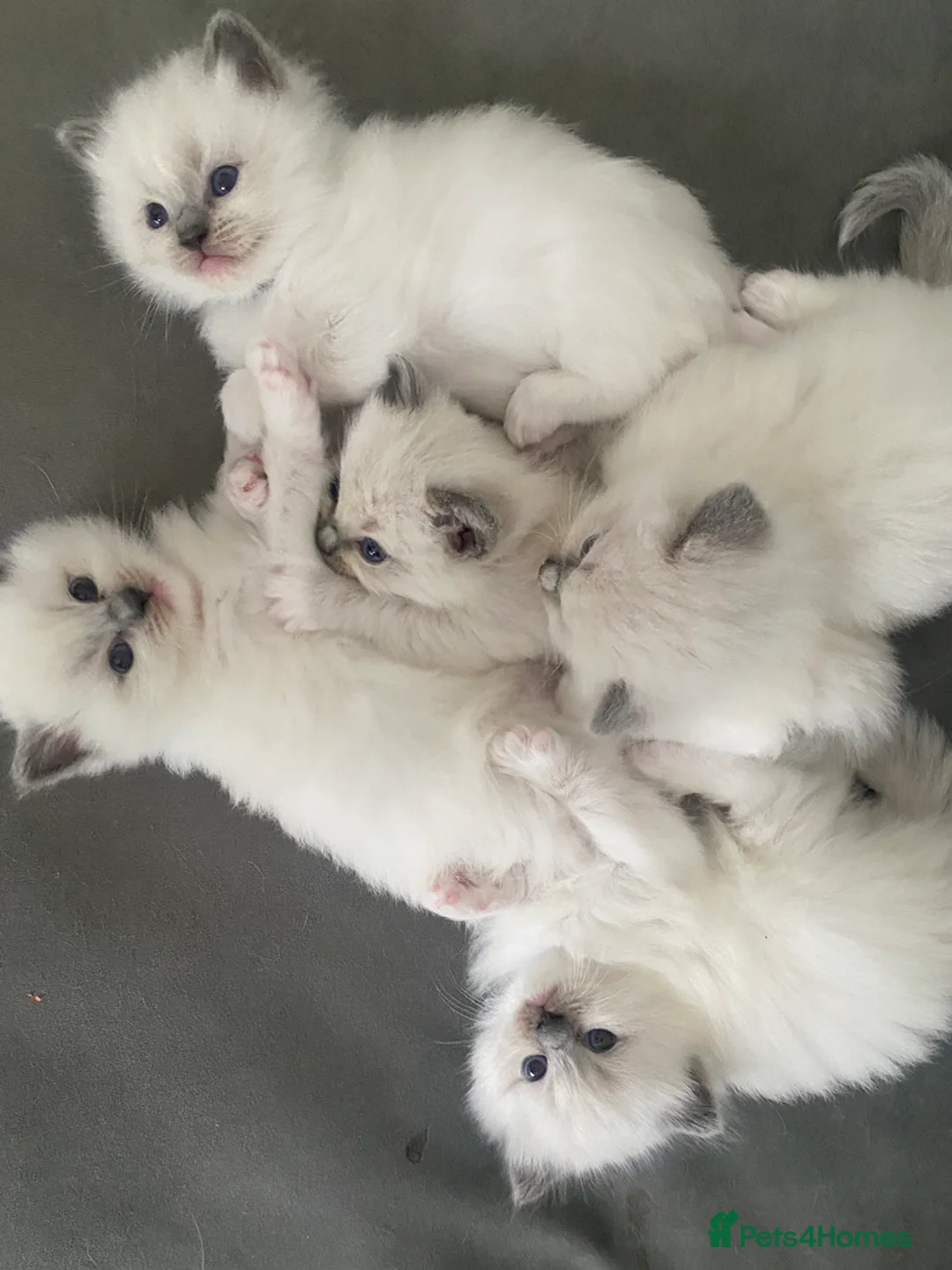 Ragdoll cats for stud: G.Champion✅GCCF/TICA Reg✅FIV/FELV/DNA✅Ragdoll stud in London - Advert 20