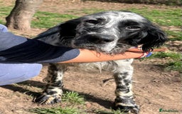 English Setter dogs for adoption: Nahi  - Image 4