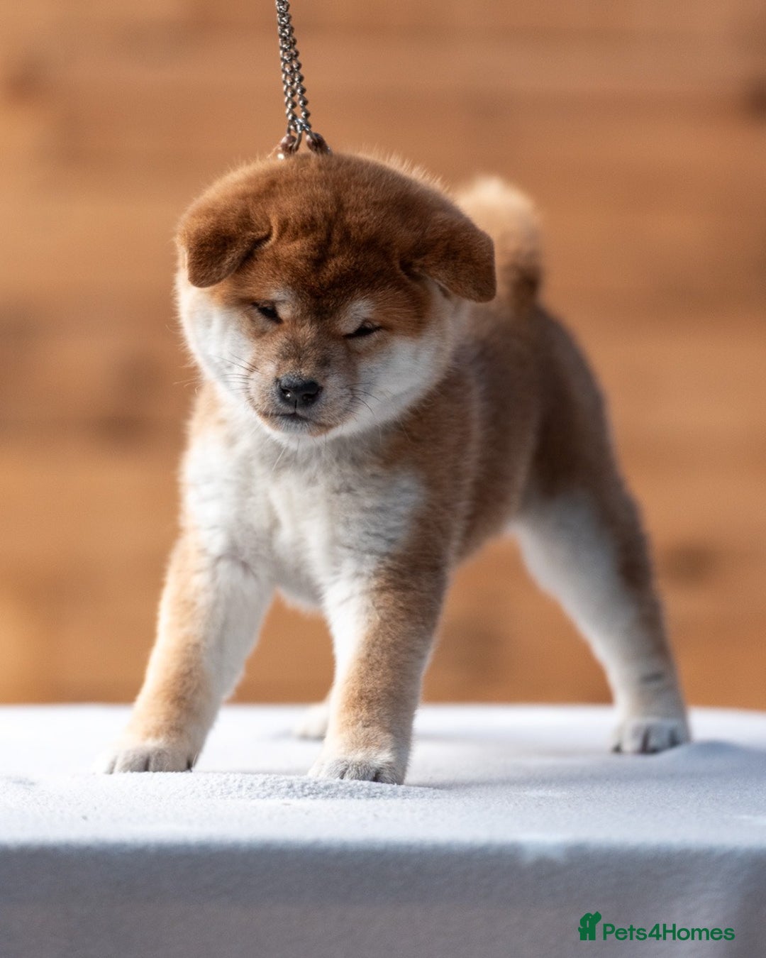 Japanese Shiba Inu dogs for sale: 🐾🏵Original Japanese Shiba inu puppies 🏵🐾 - Advert 4