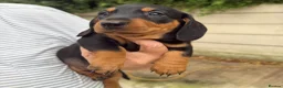 Dachshund dogs for sale: 9 Dachshunds available  in Leeds - Advert 4