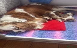 Cavalier King Charles Spaniel dogs for sale: Pedigree King Charles cavaliers - Image 8