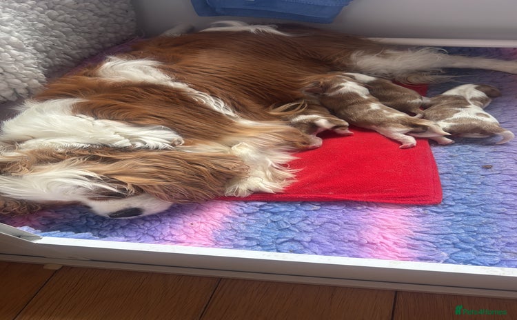 Cavalier King Charles Spaniel dogs - Advert 6