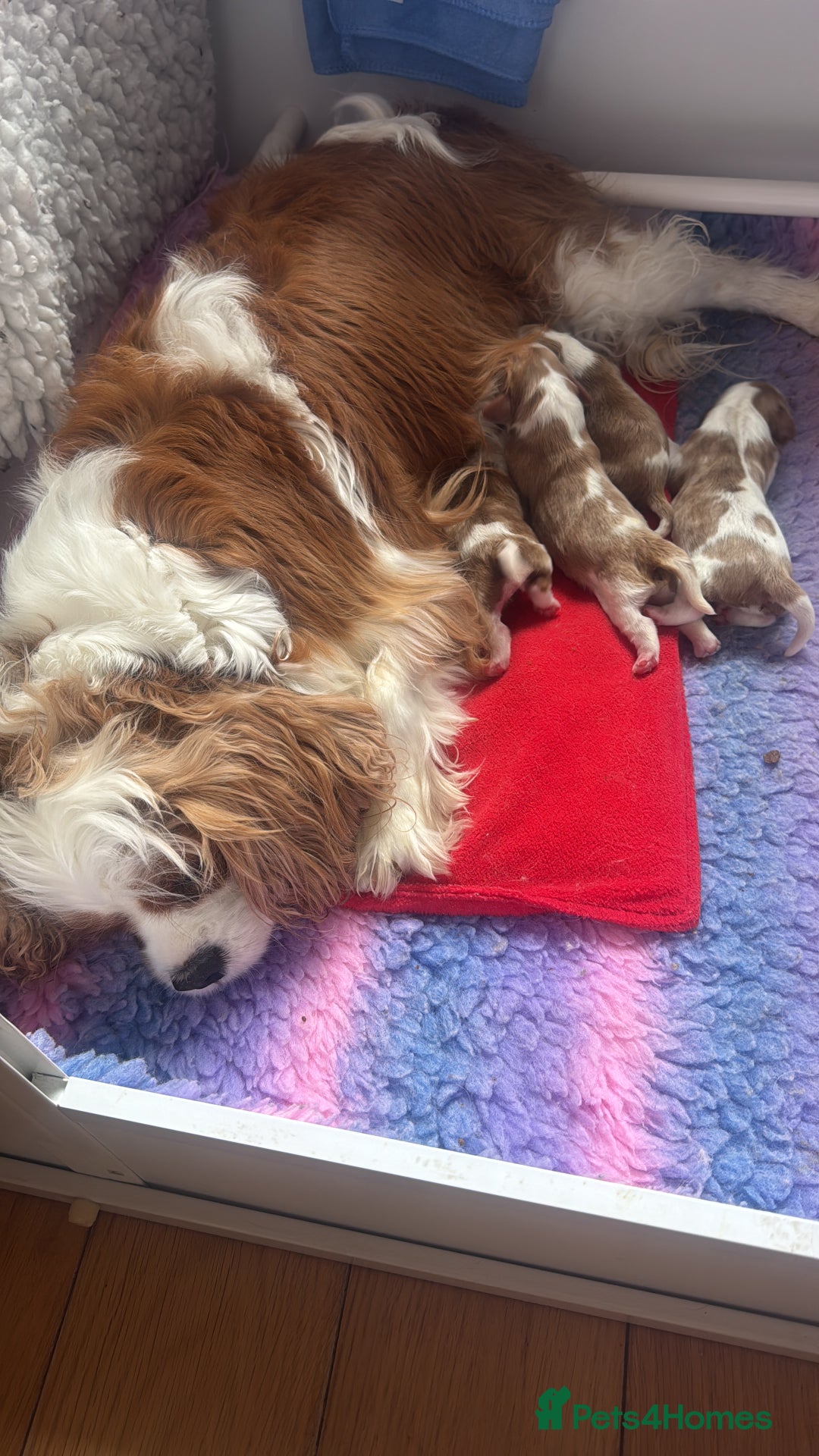 Cavalier King Charles Spaniel dogs for sale: Pedigree King Charles cavaliers - Image 8