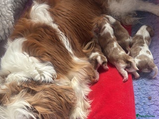 Cavalier King Charles Spaniel dogs - Advert 19