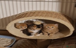 Mixed Breed cats for sale: 4 gorgerous kittens - Image 7