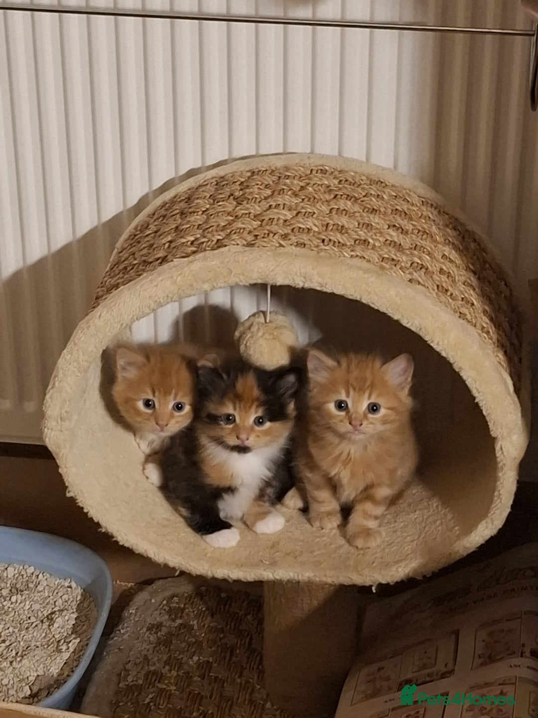 Mixed Breed cats for sale: 4 gorgerous kittens - Image 7