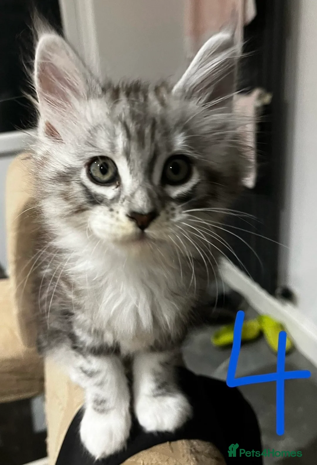 Maine Coon cats for sale: NEW YEARS EVE MAINE COON KITTENS - Advert 14