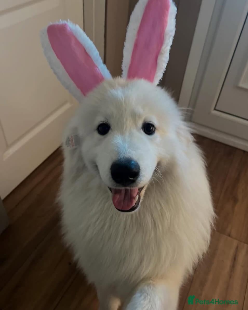 Samoyed dogs URGENT Male Samoyed 11 months old - Advert 6