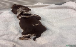Miniature Dachshund dogs for sale: Mini Dachshund  - Image 9