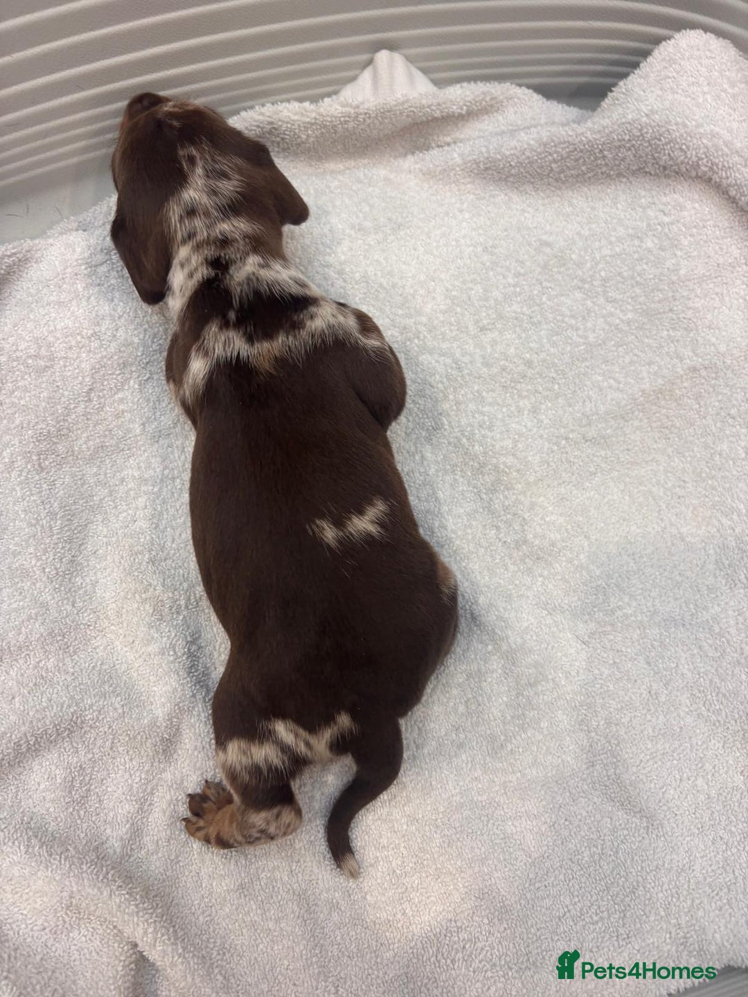 Miniature Dachshund dogs for sale: Mini Dachshund  - Image 9